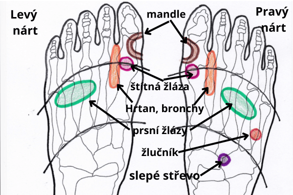 reflexní plošky prsou, mandlí, hrtanu, štítné žlázy